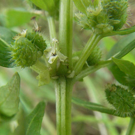 Mercurialis annua \ Einjhriges Bingelkraut / Annual Mercury, D Babenhausen 11.8.2007