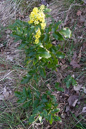 Mahonia aquifolium \ Gewhnliche Mahonie / Shining Oregon Grape, Tall Oregon Grape, D Mannheim 14.4.2015