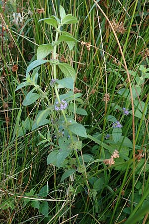 Mentha arvensis \ Acker-Minze / Corn Mint, D Odenwald, Mossautal 3.9.2015