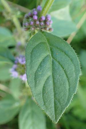 Mentha arvensis \ Acker-Minze / Corn Mint, D Odenwald, Mossautal 3.9.2015