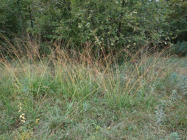 Molinia arundinacea \ Rohr-Pfeifengras / Tall Moor Grass, D Ketsch 7.10.2015