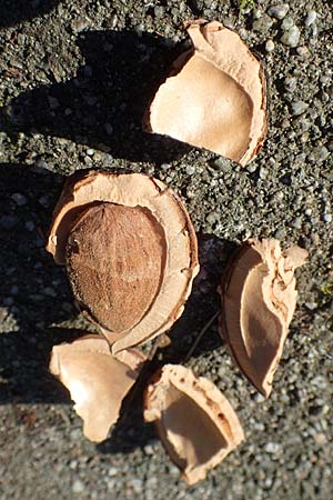 Prunus dulcis \ Mandel, D Deidesheim 27.2.2016