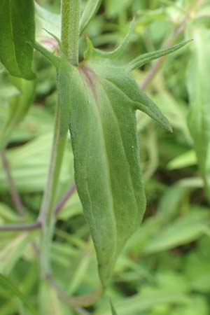 Melampyrum arvense \ Acker-Wachtelweizen / Field Cow-Wheat, D Östringen-Eichelberg 28.5.2016