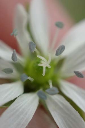 Stellaria aquatica \ Wassermiere, Wasserdarm, D Laudenbach am Main 17.9.2016