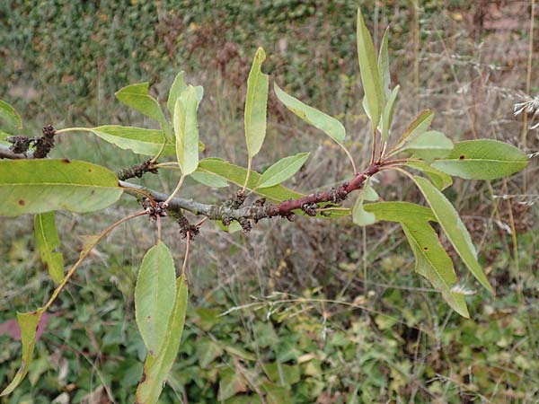Prunus dulcis \ Mandel / Almond, D Klingenberg am Main 15.10.2016