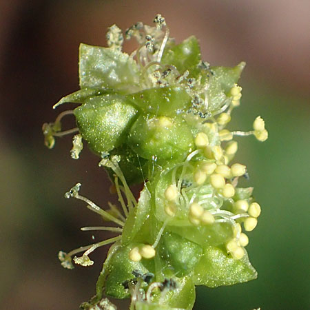 Mercurialis annua \ Einjhriges Bingelkraut, D Mannheim 11.3.2017