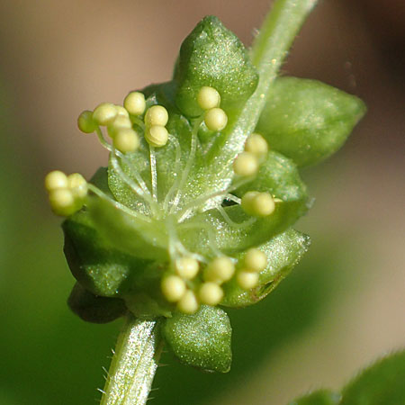 Mercurialis annua \ Einjhriges Bingelkraut, D Mannheim 11.3.2017