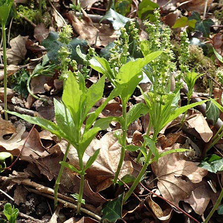 Mercurialis annua \ Einjhriges Bingelkraut, D Mannheim 11.3.2017