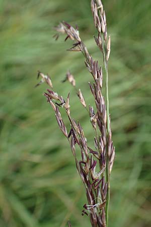 Molinia arundinacea \ Rohr-Pfeifengras / Tall Moor Grass, D Schwarzwald/Black-Forest, Hornisgrinde 1.8.2017