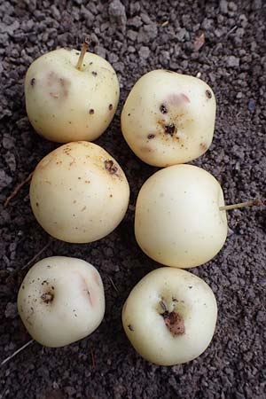 Malus sylvestris \ Holz-Apfel, Wild-Apfel / Crab Apple, D Mannheim 4.10.2017