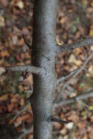 Malus sylvestris \ Holz-Apfel, Wild-Apfel, D Mannheim 4.10.2017