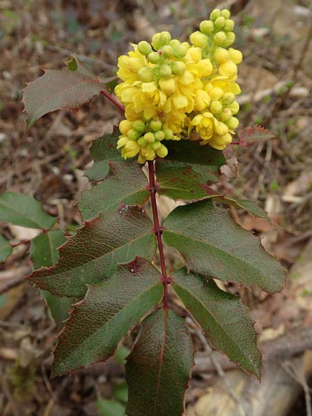 Mahonia aquifolium \ Gewhnliche Mahonie / Shining Oregon Grape, Tall Oregon Grape, D Schwetzingen 9.4.2018