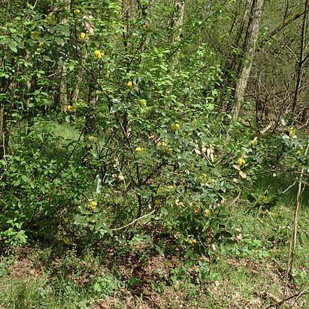 Mahonia aquifolium \ Gewhnliche Mahonie / Shining Oregon Grape, Tall Oregon Grape, D Birkenheide 14.4.2018