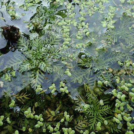 Myriophyllum aquaticum \ Brasilianisches Tausendblatt, Papageienfeder / Parrot Feather Water Milfoil, D Hofheim/Ts. 5.9.2018