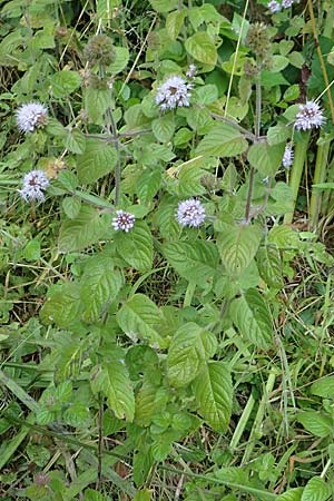 Mentha aquatica \ Wasser-Minze, D Hofheim 5.9.2018