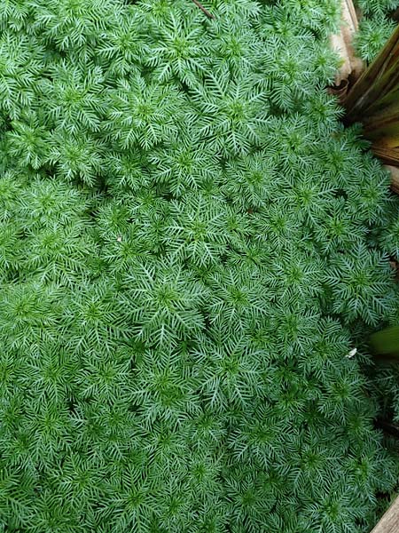 Myriophyllum aquaticum \ Brasilianisches Tausendblatt, Papageienfeder / Parrot Feather Water Milfoil, D Hofheim/Ts. 5.9.2018