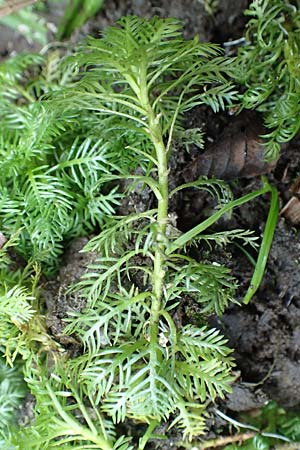 Myriophyllum aquaticum \ Brasilianisches Tausendblatt, Papageienfeder, D Hofheim 5.9.2018