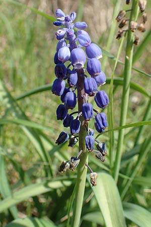 Muscari aucheri \ Auchers Traubenhyazinthe, D Laudenbach an der Bergstraße 16.4.2019