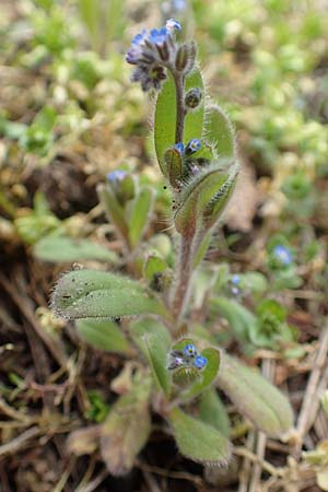 Myosotis ramosissima \ Hgel-Vergissmeinnicht / Early Forget-me-not, D Schwetzingen 3.4.2020