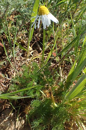 Matricaria recutita \ Echte Kamille, D Grünstadt-Asselheim 26.4.2020