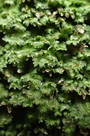 Marchantiales spec4 ? / Leafy Liverwort, D Pirmasens 15.11.2020