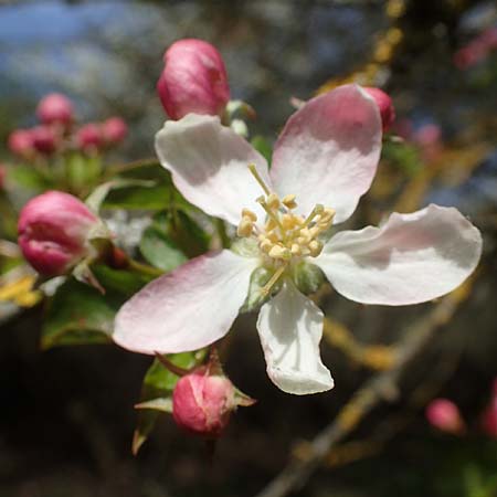 Malus domestica / Apple, D Neuleiningen 22.4.2021