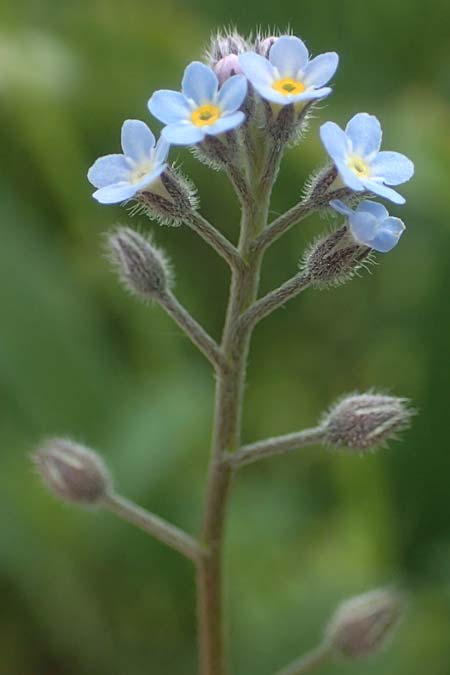 Myosotis arvensis \ Acker-Vergissmeinnicht / Field Forget-me-not, D Mannheim 15.5.2021