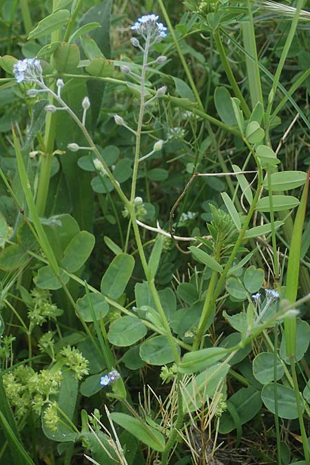 Myosotis arvensis \ Acker-Vergissmeinnicht / Field Forget-me-not, D Mannheim 15.5.2021