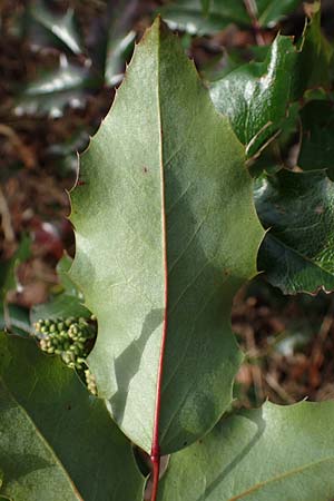 Mahonia aquifolium / Shining Oregon Grape, Tall Oregon Grape, D Mannheim 9.2.2022