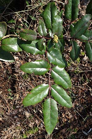 Mahonia aquifolium / Shining Oregon Grape, Tall Oregon Grape, D Mannheim 13.2.2022