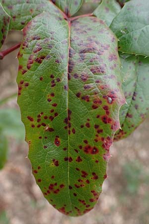 Mahonia aquifolium / Shining Oregon Grape, Tall Oregon Grape, D Viernheim 22.2.2022