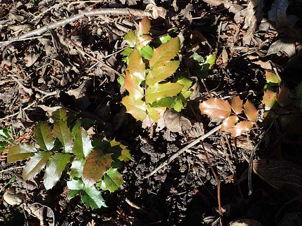 Mahonia aquifolium \ Gewhnliche Mahonie, D Mannheim-Neckarau 26.2.2022