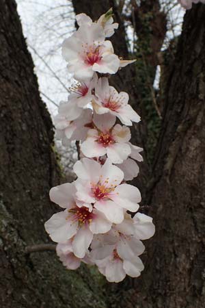 Prunus dulcis \ Mandel, D Freinsheim 16.3.2022