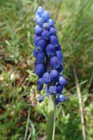 Muscari aucheri \ Auchers Traubenhyazinthe / Aucher-Eloy Grape Hyacinth, D Waghäusel-Kirrlach 9.4.2022