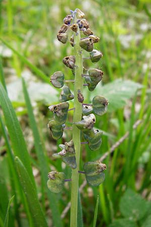 Muscari botryoides \ Kurztraubige Bisamhyazinthe, Kleine Traubenhyazinthe, D Nüdlingen 9.5.2015