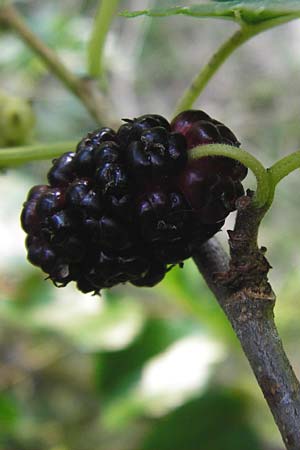 Morus nigra / Common Mulberry, D Sandhausen 2.7.2015