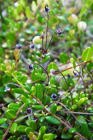 Vaccinium oxycoccos \ Gewhnliche Moosbeere, D Leutkirch 10.7.2015