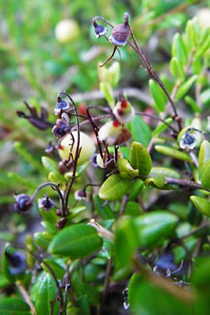 Vaccinium oxycoccos \ Gewhnliche Moosbeere / Common Cranberry, D Leutkirch 10.7.2015