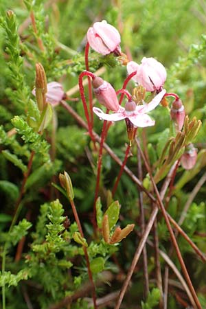 Vaccinium oxycoccos \ Gewhnliche Moosbeere / Common Cranberry, D Pfronten 9.6.2016