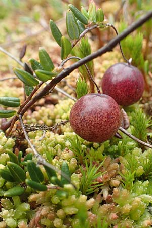 Vaccinium oxycoccos \ Gewhnliche Moosbeere / Common Cranberry, D Botan. Gar.  Universit.  Tübingen 3.9.2016