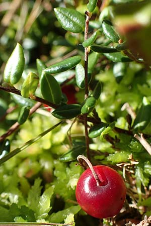 Vaccinium oxycoccos \ Gewhnliche Moosbeere, D Olfen 19.8.2017