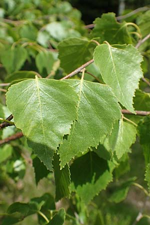 Betula pubescens \ Moor-Birke, Flaum-Birke / Downy Birch, D Odenwald, Grasellenbach 26.5.2019