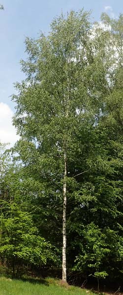 Betula pubescens / Downy Birch, D Odenwald, Grasellenbach 26.5.2019