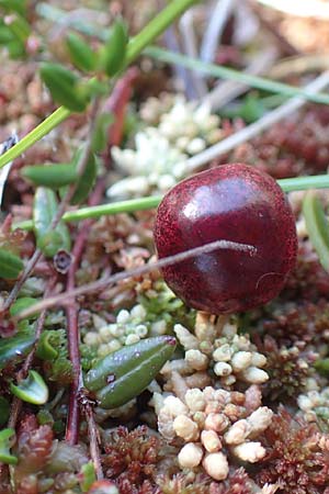 Vaccinium oxycoccos \ Gewhnliche Moosbeere / Common Cranberry, D Schwarzwald/Black-Forest, Hornisgrinde 3.9.2019