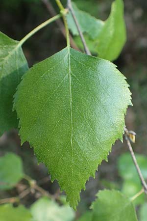 Betula pubescens \ Moor-Birke, Flaum-Birke, D Odenwald, Grasellenbach 17.5.2020