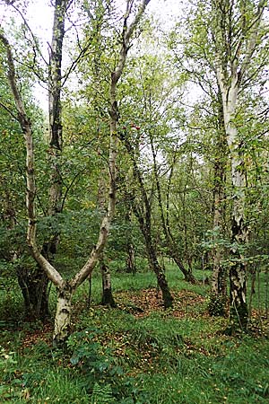 Betula pubescens \ Moor-Birke, Flaum-Birke, D Neumünster, Dosenmoor 16.9.2021