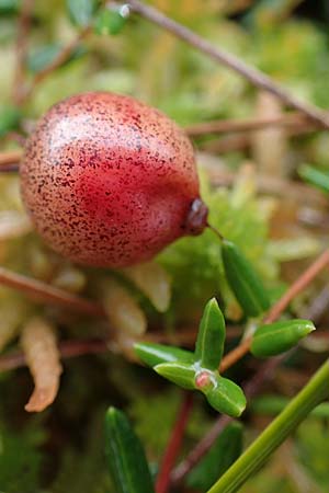 Vaccinium oxycoccos \ Gewhnliche Moosbeere / Common Cranberry, D Neumünster, Dosenmoor 16.9.2021