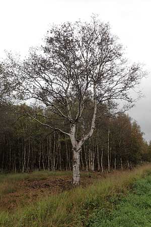 Betula pubescens / Downy Birch, D Neumünster, Dosenmoor 16.9.2021