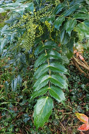 Mahonia bealei / Leatherleaf Oregon Grape, Beale's Oregon Grape, D Weinheim an der Bergstraße, Schlosspark 11.2.2022