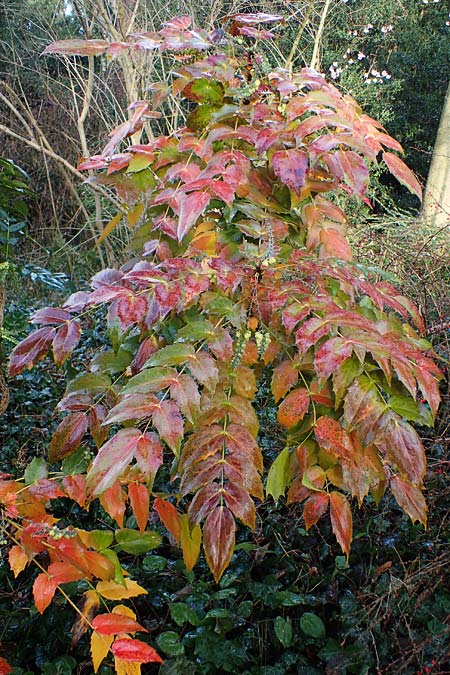 Mahonia bealei \ Schmuckblatt-Mahonie, Beales Mahonie, D Weinheim an der Bergstraße, Schlosspark 11.2.2022